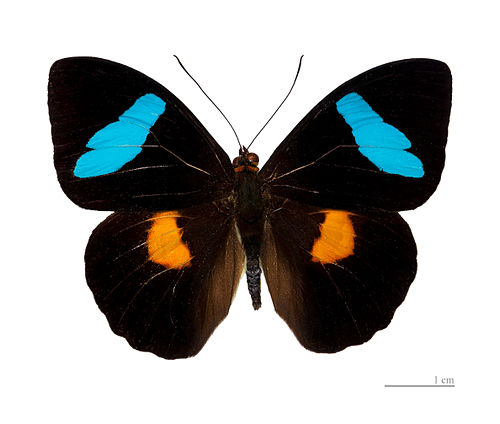 Nessaea batesii